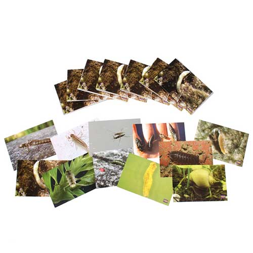 Laminated Set of Bug Pictures, pkg. of 8