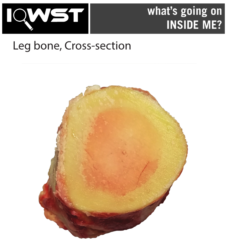 Leg bone Cross Section Printout