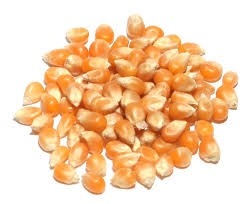 Popcorn Kernels, 240g (8 oz)