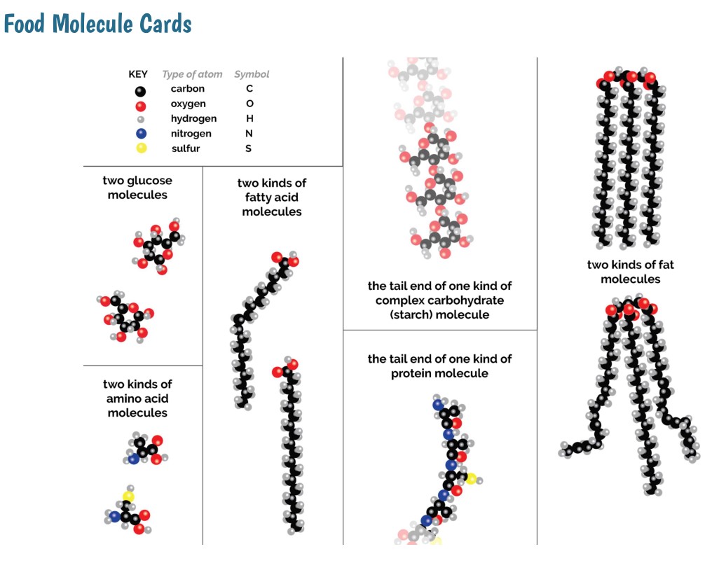 Food Molecule Cards, Laminated, English/Spanish, Front/Back