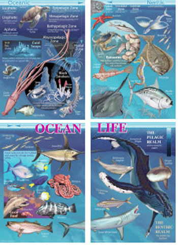 OCEAN LIFE