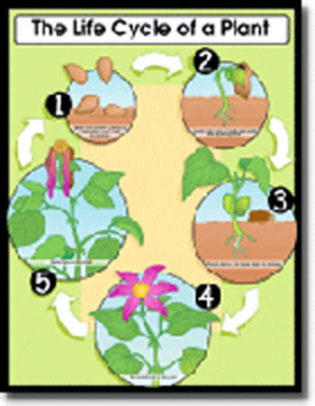 CHARTLET THE LIFE CYCLE OF A PLANT