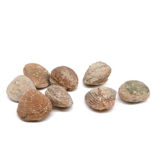 Fossil Clamshell Set of 7