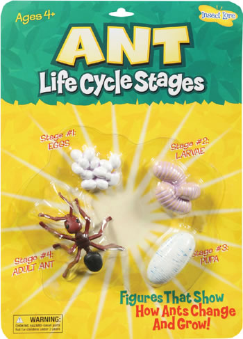 ANT LIFE CYCLE STAGES