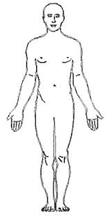 Transparency of Body Outline - Detailed