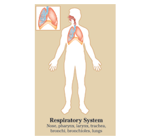 Poster of Respiratory System