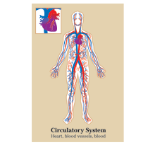 Poster of Circulatory System