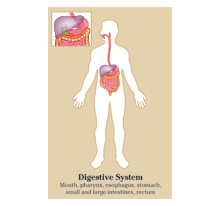 Poster of Digestive System