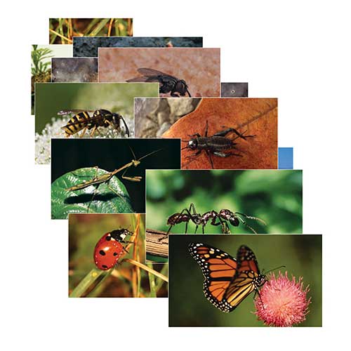 INSECTS 14 POSTER CARDS