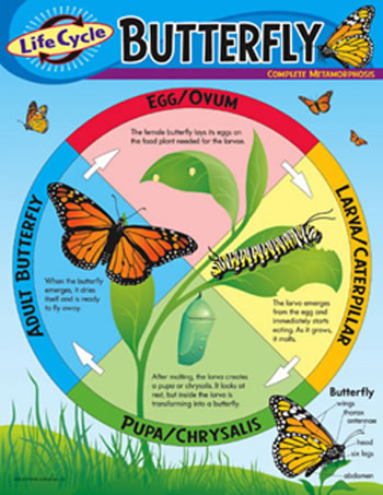 CHART LIFE CYCLE OF A BUTTERFLY