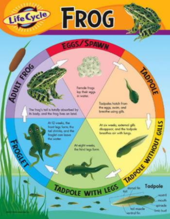 CHART LIFE CYCLE OF A FROG