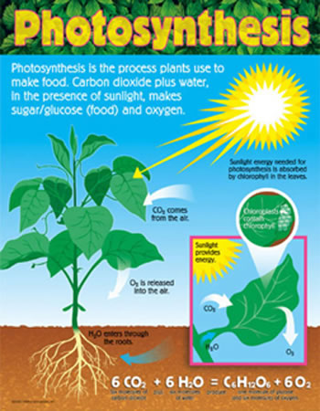 CHART PHOTOSYNTHESIS GR 4-8