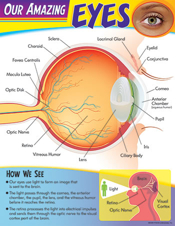 LEARNING CHART OUR AMAZING EYE
