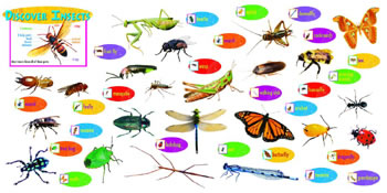 DISCOVER INSECTS MINI BBS